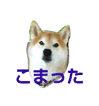 柴顔判子2（個別スタンプ：10）