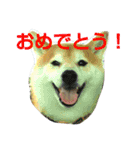 柴顔判子2（個別スタンプ：12）