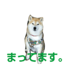 柴顔判子2（個別スタンプ：16）