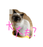 奈奈と瑠莉と風（個別スタンプ：6）