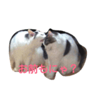もふもふ姉妹の言い分（個別スタンプ：6）