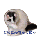 もふもふ姉妹の言い分（個別スタンプ：9）
