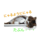 もふもふ姉妹の言い分（個別スタンプ：10）