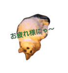 もふもふ姉妹の言い分（個別スタンプ：11）