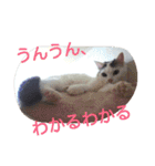 もふもふ姉妹の言い分（個別スタンプ：15）