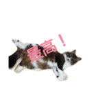 もふもふ姉妹の言い分（個別スタンプ：16）