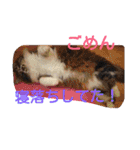 もふもふ姉妹の言い分（個別スタンプ：17）