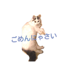 もふもふ姉妹の言い分（個別スタンプ：18）