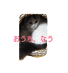 もふもふ姉妹の言い分（個別スタンプ：20）