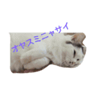 もふもふ姉妹の言い分（個別スタンプ：22）