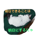 もふもふ姉妹の言い分（個別スタンプ：23）