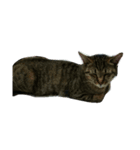 うちの可愛い猫達（個別スタンプ：3）