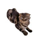 うちの可愛い猫達（個別スタンプ：4）