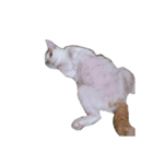 うちの可愛い猫達（個別スタンプ：5）