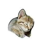うちの可愛い猫達（個別スタンプ：7）