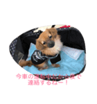 そらの実用スタンプ（個別スタンプ：1）