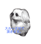 Pekingese BUNBUNmaru（個別スタンプ：1）