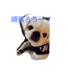 Pekingese BUNBUNmaru（個別スタンプ：2）