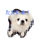 Pekingese BUNBUNmaru（個別スタンプ：3）