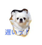 Pekingese BUNBUNmaru（個別スタンプ：5）