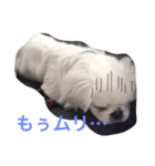 Pekingese BUNBUNmaru（個別スタンプ：6）