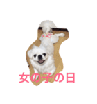Pekingese BUNBUNmaru（個別スタンプ：7）