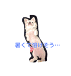 Pekingese BUNBUNmaru（個別スタンプ：8）
