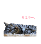 ふわふわネコのシーちゃんとおともだち（個別スタンプ：1）