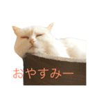 ふわふわネコのシーちゃんとおともだち（個別スタンプ：2）