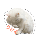 ふわふわネコのシーちゃんとおともだち（個別スタンプ：3）