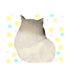 ふわふわネコのシーちゃんとおともだち（個別スタンプ：4）