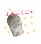 ふわふわネコのシーちゃんとおともだち（個別スタンプ：15）