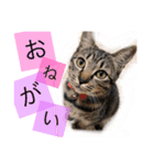 我が家のアイドルももちゃん（個別スタンプ：5）