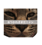 我が家のアイドルももちゃん（個別スタンプ：6）