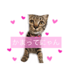 我が家のアイドルももちゃん（個別スタンプ：8）