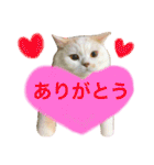 うちのコロンくん2（日常編）（個別スタンプ：1）