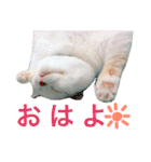 うちのコロンくん2（日常編）（個別スタンプ：3）