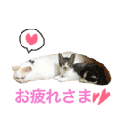 うちのコロンくん2（日常編）（個別スタンプ：4）