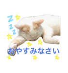 うちのコロンくん2（日常編）（個別スタンプ：5）