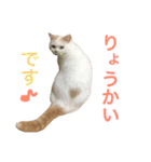うちのコロンくん2（日常編）（個別スタンプ：10）