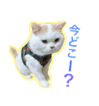 うちのコロンくん2（日常編）（個別スタンプ：13）