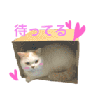 うちのコロンくん2（日常編）（個別スタンプ：17）