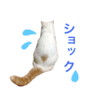 うちのコロンくん2（日常編）（個別スタンプ：24）