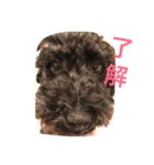 黒いトイプードル ラクくん（個別スタンプ：2）