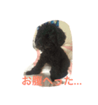 黒いトイプードル ラクくん（個別スタンプ：3）