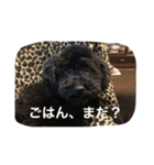 黒いトイプードル ラクくん（個別スタンプ：5）