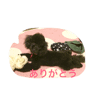 黒いトイプードル ラクくん（個別スタンプ：6）
