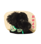 黒いトイプードル ラクくん（個別スタンプ：7）