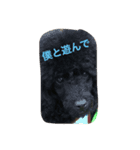 黒いトイプードル ラクくん（個別スタンプ：8）