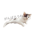ねこちゃんズ.（個別スタンプ：1）